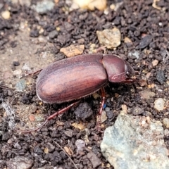 Sericesthis nigrolineata at Lyneham, ACT - 16 Jan 2023 08:11 AM