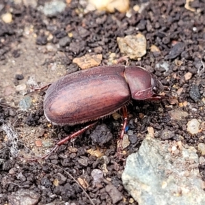 Sericesthis nigrolineata at Lyneham, ACT - 16 Jan 2023