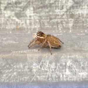 Maratus griseus at Aranda, ACT - 10 Jan 2023 04:42 PM