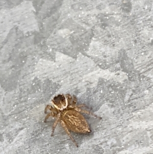 Maratus griseus at Aranda, ACT - 10 Jan 2023