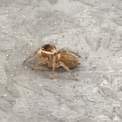 Maratus griseus at Aranda, ACT - 10 Jan 2023