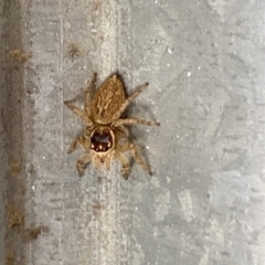 Maratus griseus at Aranda, ACT - 10 Jan 2023