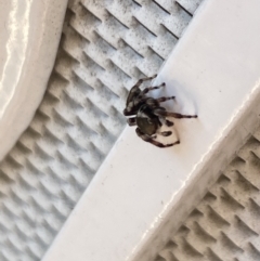 Maratus scutulatus (A jumping spider) at Aranda, ACT - 10 Jan 2023 by Jubeyjubes