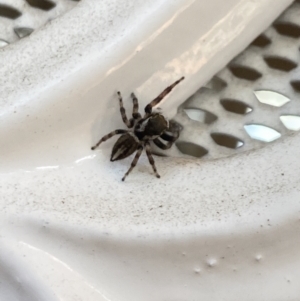 Maratus scutulatus at Aranda, ACT - 10 Jan 2023 08:28 AM