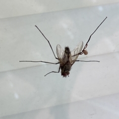 Prosena sp. (genus) (A bristle fly) at Aranda, ACT - 12 Jan 2023 by Jubeyjubes
