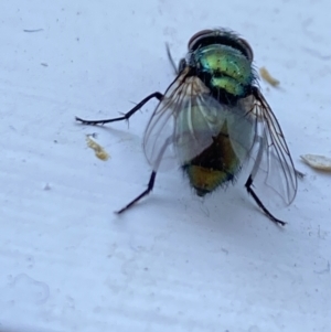 Lucilia sp. (genus) at Aranda, ACT - 14 Jan 2023