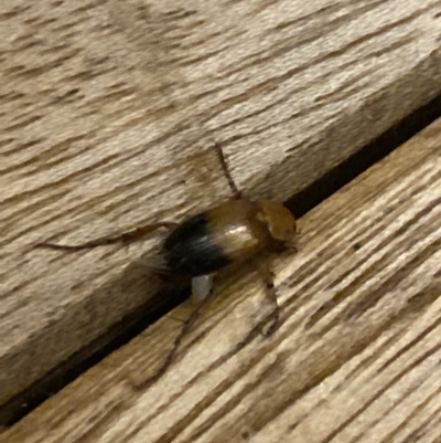 Phyllotocus macleayi (Nectar scarab) at Aranda, ACT - 14 Jan 2023 by Jubeyjubes