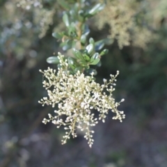 Bursaria spinosa (Native Blackthorn, Sweet Bursaria) at Jerrabomberra Wetlands - 14 Jan 2023 by JimL