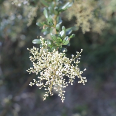 Bursaria spinosa (Native Blackthorn, Sweet Bursaria) at Jerrabomberra Wetlands - 15 Jan 2023 by JimL