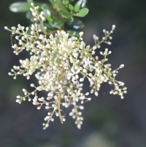 Bursaria spinosa at Fyshwick, ACT - 15 Jan 2023 08:58 AM