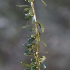 Bursaria spinosa at Fyshwick, ACT - 15 Jan 2023 08:58 AM