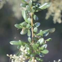 Bursaria spinosa at Fyshwick, ACT - 15 Jan 2023 08:58 AM