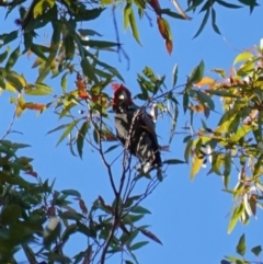 Callocephalon fimbriatum (Gang-gang Cockatoo) at Jerrawangala, NSW - 9 Jan 2023 by RobG1