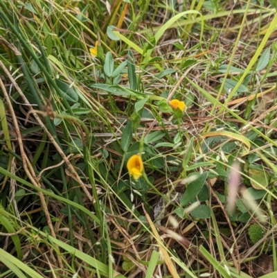 Zornia dyctiocarpa var. dyctiocarpa (Zornia) at Farrer, ACT - 16 Jan 2023 by MTranter