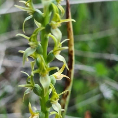 Prasophyllum sphacelatum (Large Alpine Leek-orchid) at Cotter River, ACT - 15 Jan 2023 by roachie