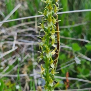 Paraprasophyllum sphacelatum at Cotter River, ACT - 15 Jan 2023