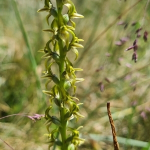 Paraprasophyllum sphacelatum at Cotter River, ACT - 15 Jan 2023