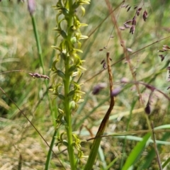 Paraprasophyllum sphacelatum at Cotter River, ACT - 15 Jan 2023