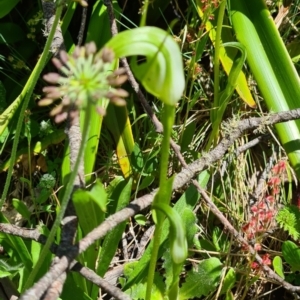 Pterostylis monticola at Cotter River, ACT - 15 Jan 2023