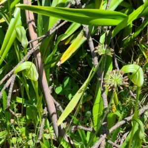 Pterostylis monticola at Cotter River, ACT - 15 Jan 2023