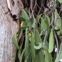 Muellerina eucalyptoides (Creeping Mistletoe) at North Albury, NSW - 9 Jan 2023 by Darcy