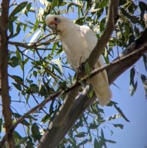 Cacatua sanguinea at Young, NSW - 15 Jan 2023