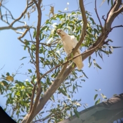 Cacatua sanguinea at Young, NSW - 15 Jan 2023