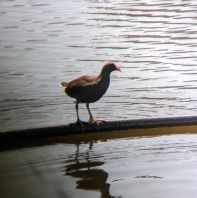 Gallinula tenebrosa (Dusky Moorhen) at Young, NSW - 15 Jan 2023 by Darcy