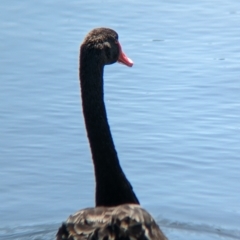 Cygnus atratus (Black Swan) at Young, NSW - 15 Jan 2023 by Darcy