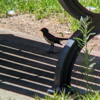 Rhipidura leucophrys (Willie Wagtail) at Young, NSW - 15 Jan 2023 by Darcy