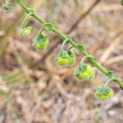 Hackelia suaveolens (Sweet Hounds Tongue) at Mitchell, ACT - 16 Jan 2023 by trevorpreston