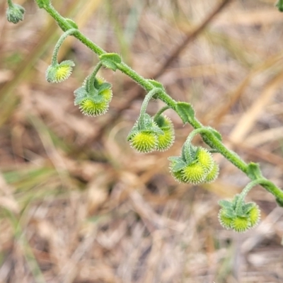 Hackelia suaveolens (Sweet Hounds Tongue) at Mitchell, ACT - 16 Jan 2023 by trevorpreston