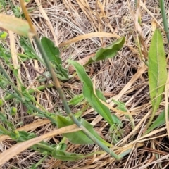 Hackelia suaveolens at Mitchell, ACT - 16 Jan 2023 11:00 AM