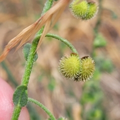 Hackelia suaveolens at Mitchell, ACT - 16 Jan 2023