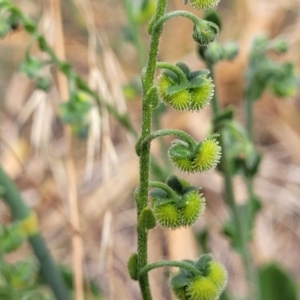 Hackelia suaveolens at Mitchell, ACT - 16 Jan 2023 11:00 AM