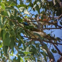 Entomyzon cyanotis (Blue-faced Honeyeater) at Young, NSW - 15 Jan 2023 by Darcy