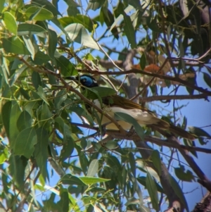 Entomyzon cyanotis at Young, NSW - 15 Jan 2023