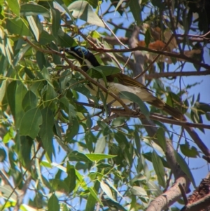 Entomyzon cyanotis at Young, NSW - 15 Jan 2023