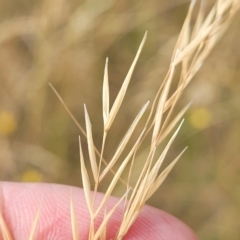 Austrostipa bigeniculata at Mitchell, ACT - 16 Jan 2023