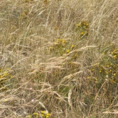 Austrostipa bigeniculata at Mitchell, ACT - 16 Jan 2023