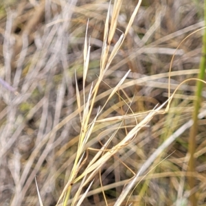 Austrostipa scabra at Mitchell, ACT - 16 Jan 2023