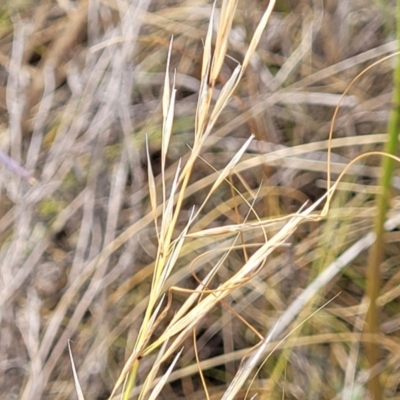Austrostipa scabra (Corkscrew Grass, Slender Speargrass) at Mitchell, ACT - 15 Jan 2023 by trevorpreston