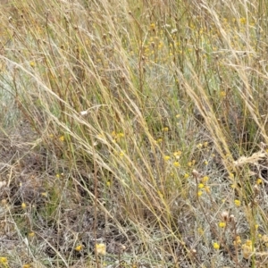 Austrostipa scabra at Mitchell, ACT - 16 Jan 2023