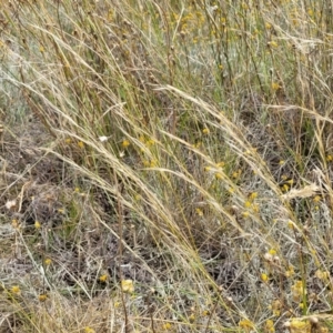 Austrostipa scabra at Mitchell, ACT - 16 Jan 2023