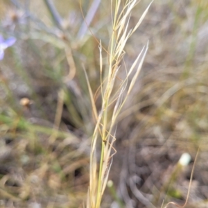 Austrostipa scabra at Mitchell, ACT - 16 Jan 2023