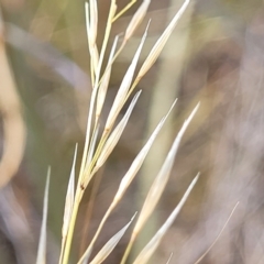 Austrostipa scabra at Mitchell, ACT - 16 Jan 2023