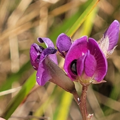 Glycine tabacina (Variable Glycine) at Mitchell, ACT - 16 Jan 2023 by trevorpreston