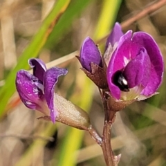 Glycine tabacina at Mitchell, ACT - 16 Jan 2023 10:38 AM