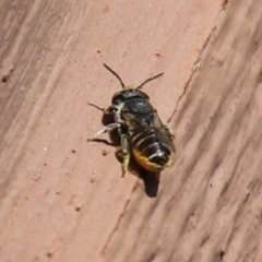 Pseudoanthidium (Immanthidium) repetitum (African carder bee, Megachild bee) at Cook, ACT - 13 Jan 2023 by Tammy