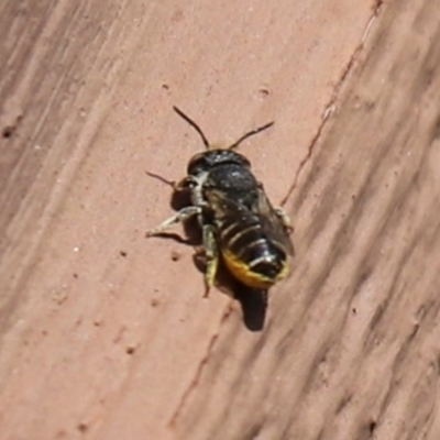 Pseudoanthidium (Immanthidium) repetitum (African carder bee) at Cook, ACT - 14 Jan 2023 by Tammy